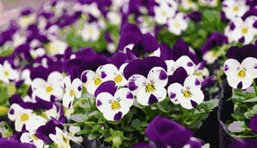 1690620370423699.gif